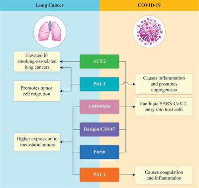 Biological effects of COVID-19 on lung cancer: Can we drive our decisions